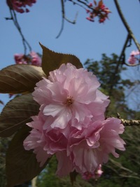 桜の後の・大崎観音