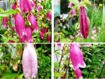 お昼の・・花・・花々