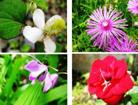 お昼の・・花・・花々