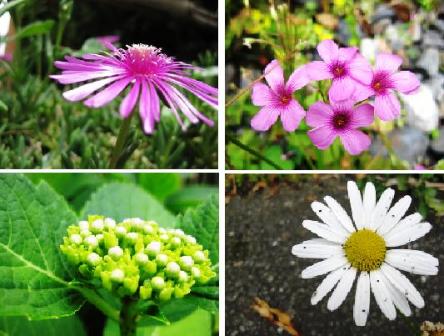 お昼の・・花・・花々