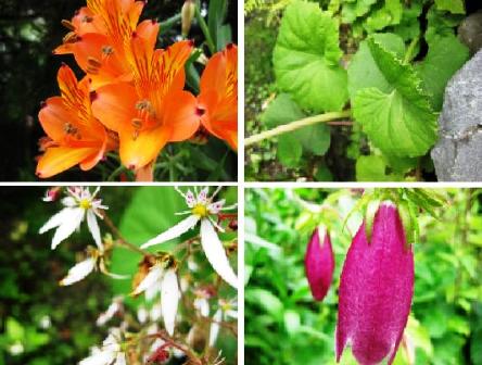 お昼の・・花・・花々