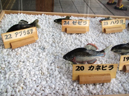 「水のない水族館」・・道の駅藤樹の里あどがわ