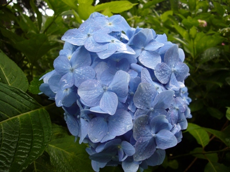 朝のアジサイです