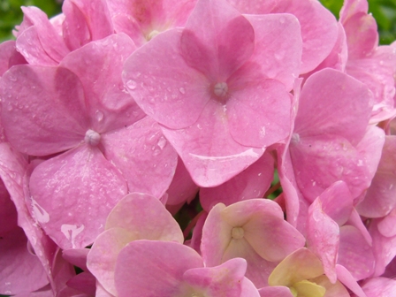 紫陽花・彩り・その２