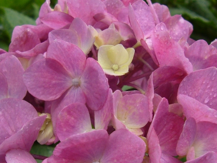 紫陽花・彩り・その２