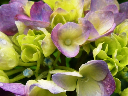 紫陽花・彩り・その２