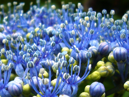 紫陽花・彩り・その２