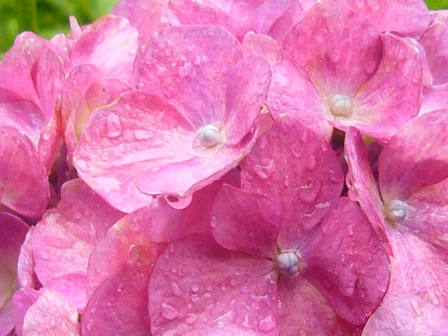 紫陽花・彩り・その２