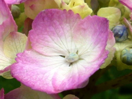 紫陽花・彩り・その２