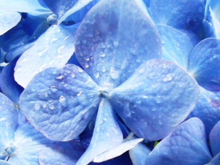 紫陽花・彩り・その２