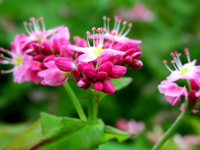 赤ソバの花が・・