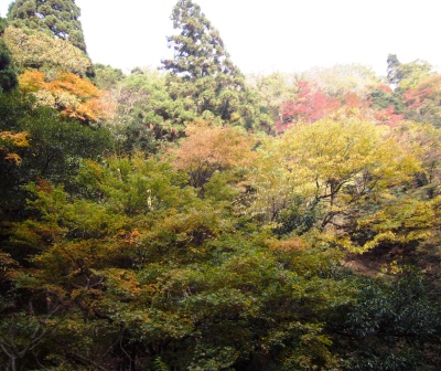 紅葉の錦