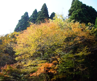 紅葉の錦