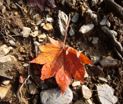 紅葉の錦