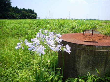 夏の緑に見えました