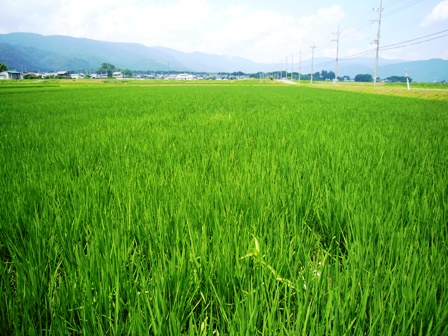 夏の緑に見えました