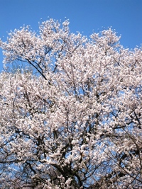 青い空にもらい物