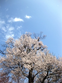 青い空にもらい物