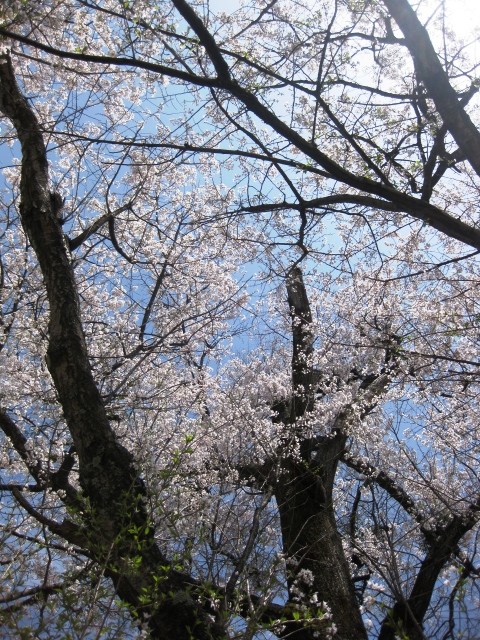 青い空にもらい物