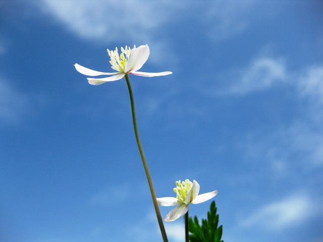 青い空にもらい物
