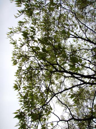 5月・・朝・レンゲや琵琶湖