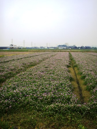 5月・・朝・レンゲや琵琶湖