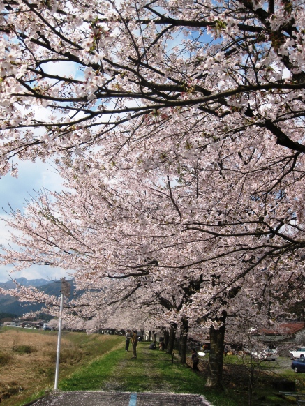 朽木朝市へ・・