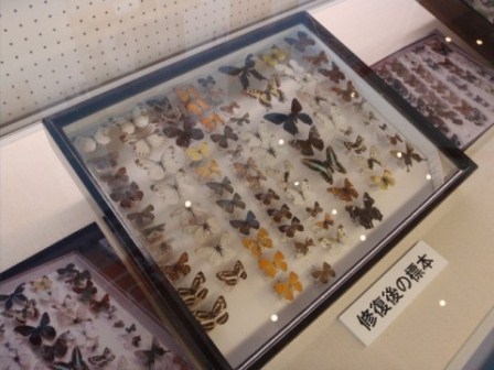 博物館と「菜の花」は車で１時間ほどで・・