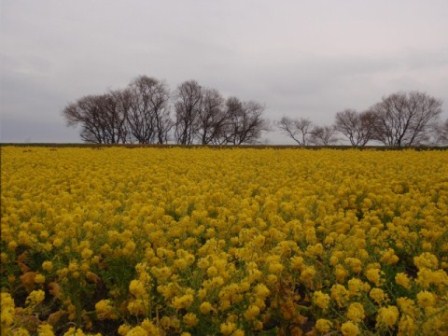 博物館と「菜の花」は車で１時間ほどで・・
