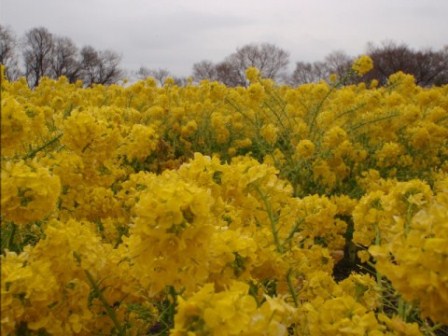 博物館と「菜の花」は車で１時間ほどで・・