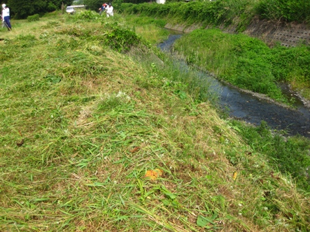 マムシさんご免なさい・・斜面草刈作業・・