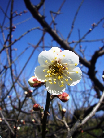 小さな花散歩・土曜日の春