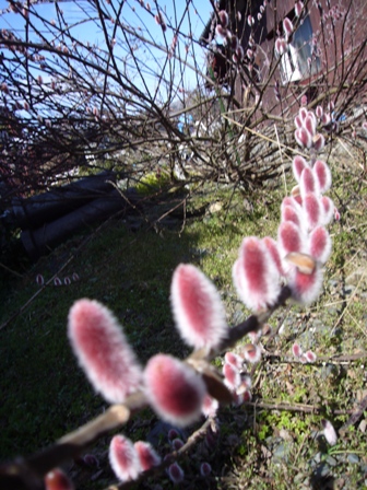 小さな花散歩・土曜日の春