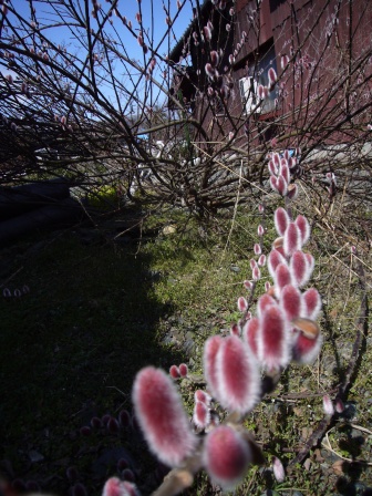 小さな花散歩・土曜日の春