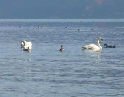 びわ湖の朝も１２月１日