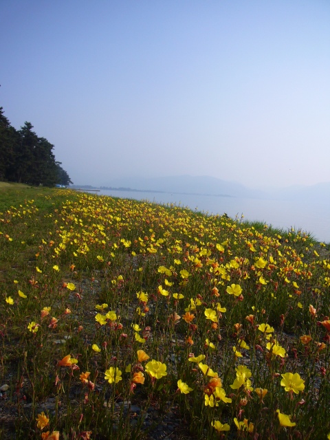 びわ湖の花