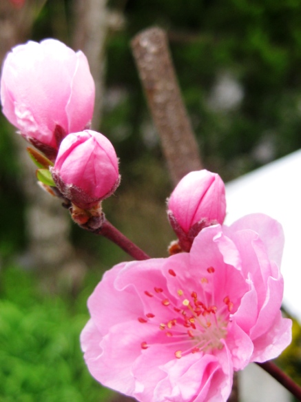 春の花から元気を・・・