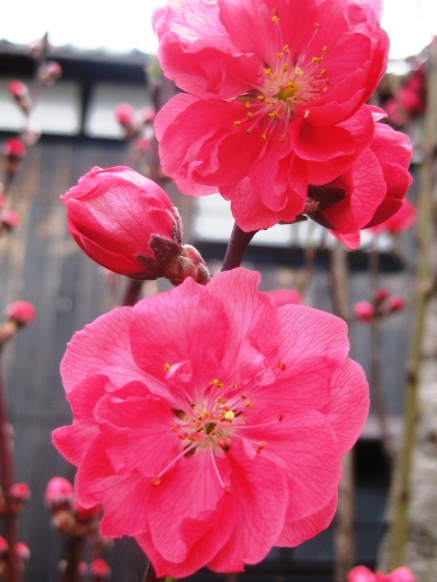 春の花から元気を・・・