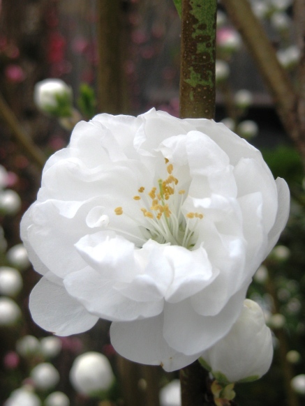 春の花から元気を・・・