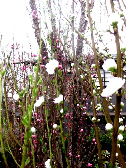 春の花から元気を・・・