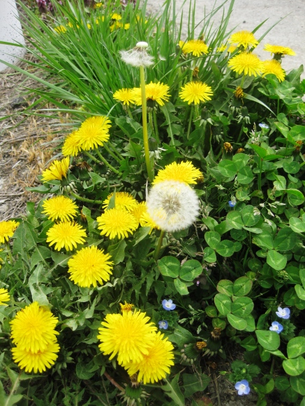 春の花から元気を・・・