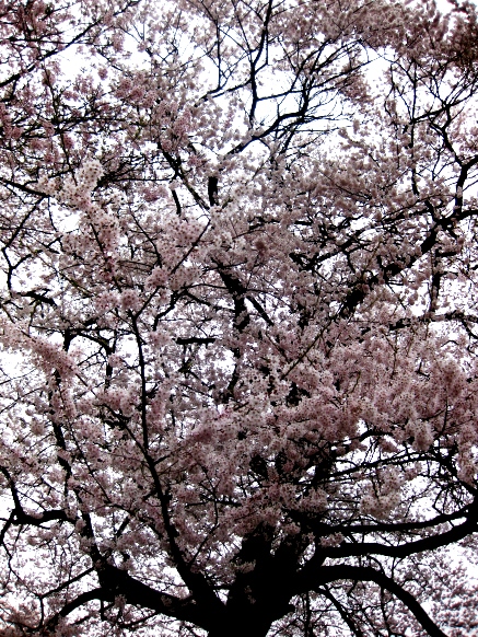 春の花から元気を・・・