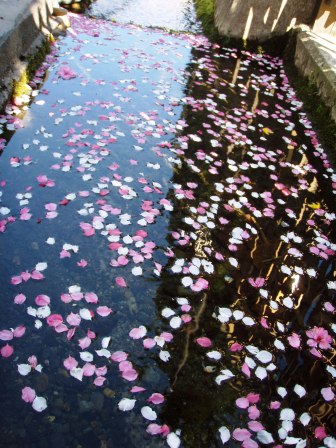 落花