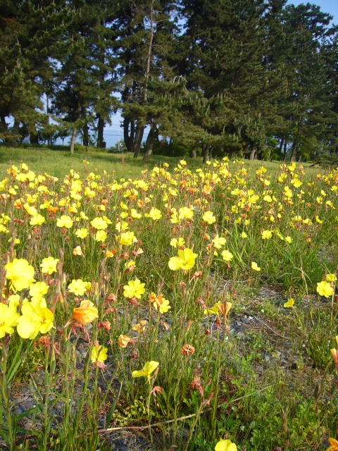 びわ湖の花