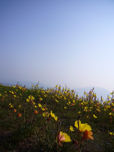 びわ湖の花
