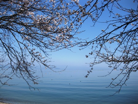 四高桜