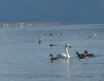 びわ湖の朝も１２月１日