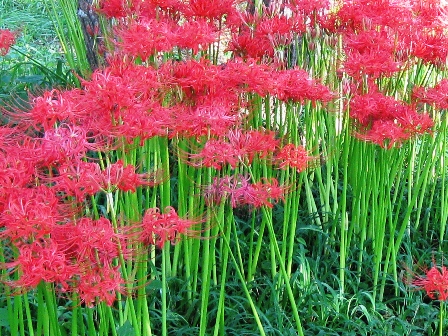 花言葉は・・想うあなたは一人・彼岸花