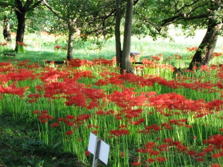 花言葉は・・想うあなたは一人・彼岸花