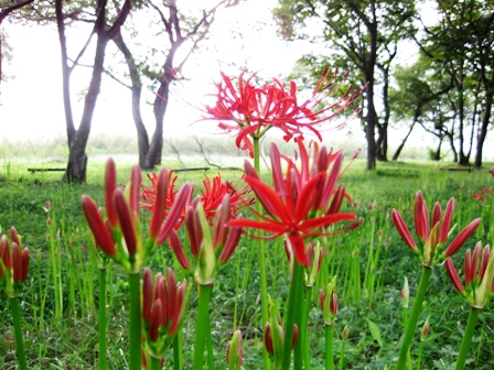 花言葉は・・想うあなたは一人・彼岸花
